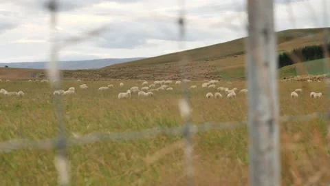 Sheep Fence Focus Pull Stockbeeldmateriaal 170166353