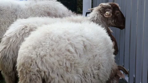 Sheep in a Fence Stock Footage 213590274