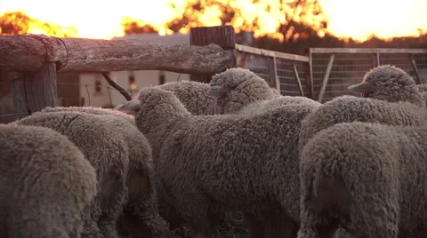 Sheep In A Fenced Yard At Sunset Stock Footage 68215166