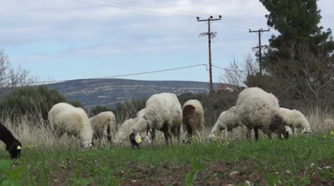 Sheep in the field (1) Stock Footage 35792695