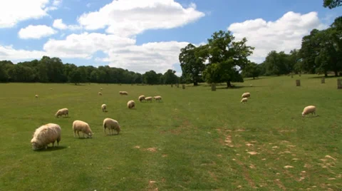 Sheep in field 1 Stock Footage 36432135