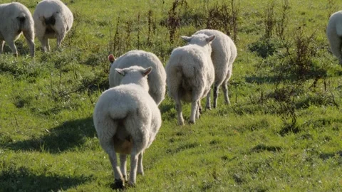 Sheep In Field 2 Stock Footage 325309239