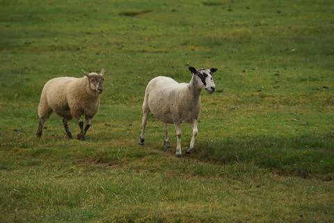 Sheep in the Field 2 Stock Photos