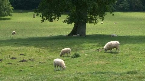 Sheep in field 3 Stock Footage 36430835