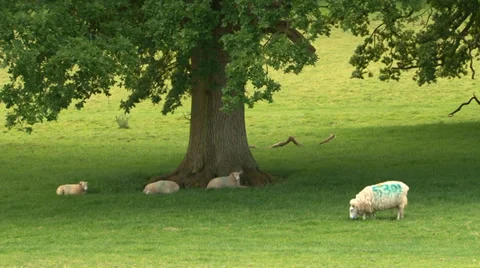 Sheep in field 4 Stock Footage 36432476