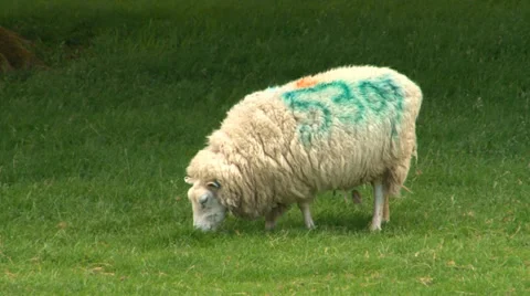 Sheep in field 5 Stock Footage 36433174