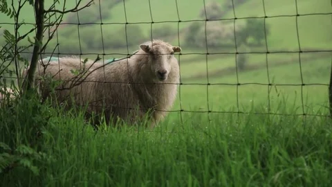 Sheep in a Field 60fps Video stock 75044386
