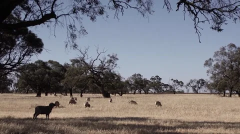 Sheep in a field in Australia Stock Footage 47242835