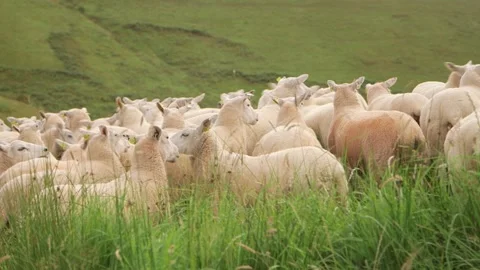 Sheep on field close 1 Vidéo 143735577