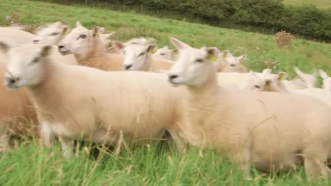 Sheep on field close Vidéo 143735469