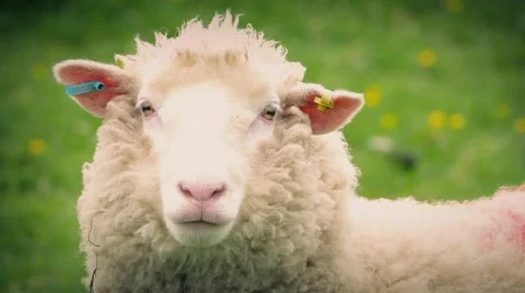 Sheep In Field Closeup Stock Footage 50618951
