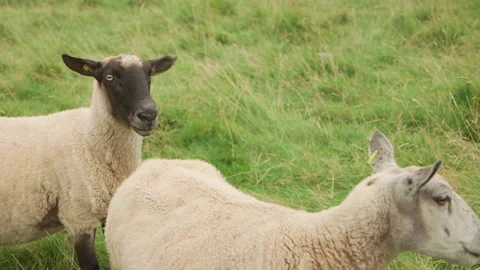 Sheep on field closeup Vidéo 144295072