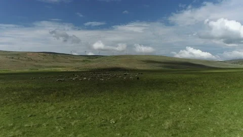 Sheep in a field with clouds Stock Footage 194164823