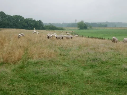 Sheep on a field on a cloudy, rainy day Видео 342339981