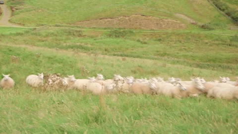 Sheep on field coming towards camera Stock-Footage 143735603