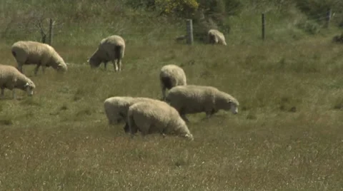 Sheep in a field eating grass Stock Footage 8509768