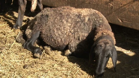 Sheep on field farm. Stock Footage 153181264