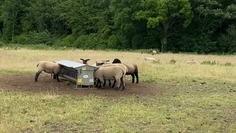 Sheep in field feeding Video stock 132101629