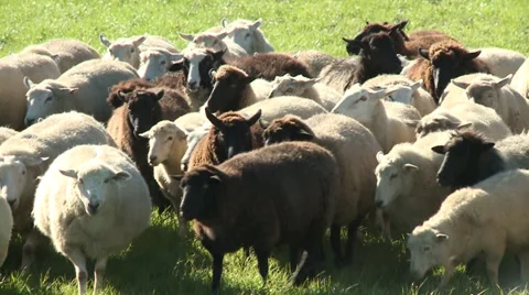 Sheep in field Video stock 39275979