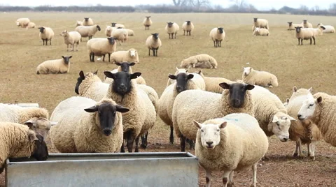 Sheep in a field Stock Footage 42785504