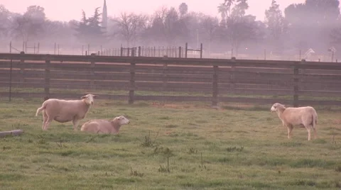 Sheep in a field 스톡 동영상 45756485