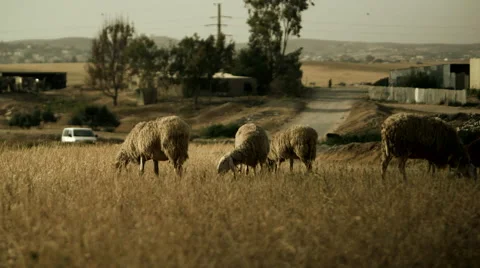 Sheep in a Field Stock Footage 49696843