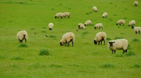 Sheep in the field Video stock 50547602
