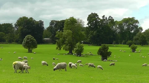 Sheep in field Stock Footage 51971932