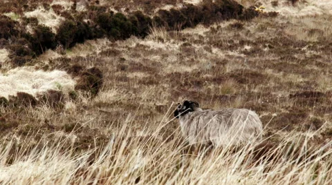 A sheep in the field Video stock 68050345