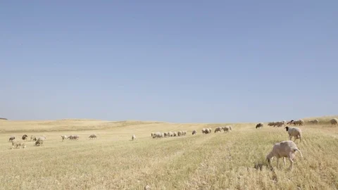 Sheep In Field Stock Footage 102178594