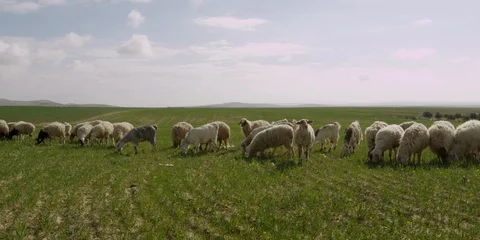 Sheep in a field Stock Footage 112923018