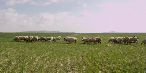Sheep in a field Stock Footage 112923306