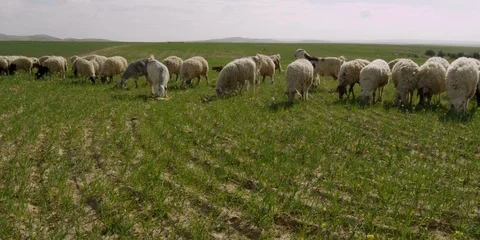 Sheep in a field Stock Footage 112923850