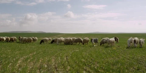 Sheep in a field Stock Footage 112924212