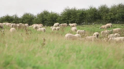 Sheep on field Stock-Footage 143735814