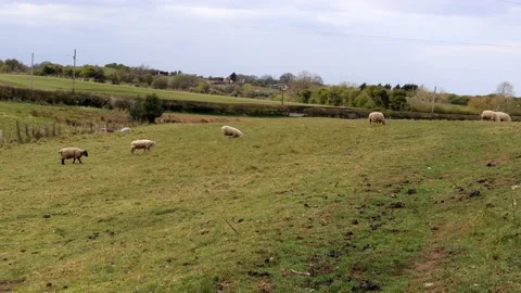 Sheep In Field 스톡 동영상 153214905