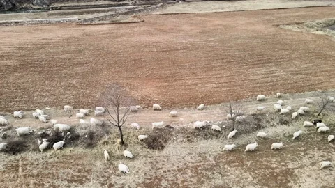 Sheep in the field Stock Footage 154498641