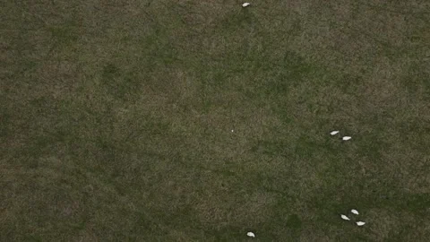 Sheep In Field Stock Footage 168198456