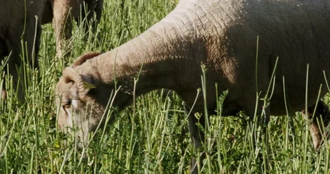 Sheep in a field Stock Footage 196978700