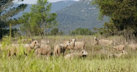 Sheep in a field Stock Footage 196980767
