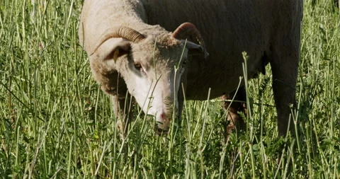 Sheep in a field Stock Footage 196984968