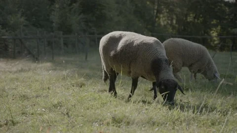 Sheep on the field Video stock 238013173