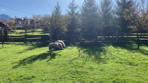 Sheep on the field Stock Footage 254555469