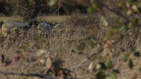 Sheep in the field grazing Stock Footage 73465100