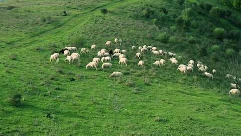 Sheep on field with green grass Stock Footage 123693406