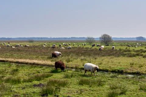 Sheep in the field, Groningen - Netherlands Stock Photos