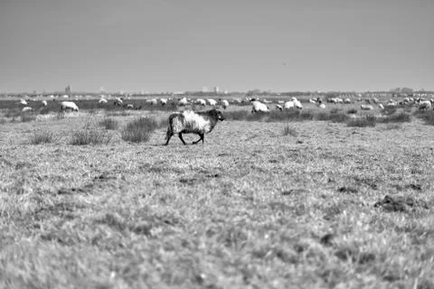 Sheep in the field, Groningen - Netherlands Stock Photos