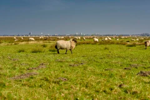 Sheep in the field, Groningen - Netherlands Stock Photos