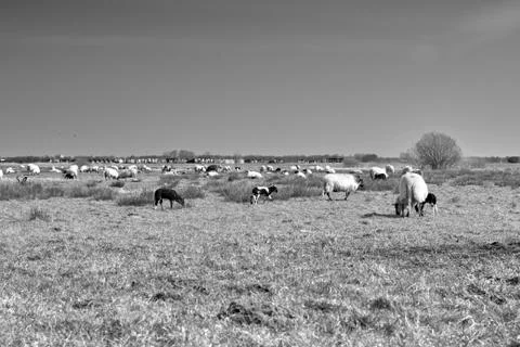 Sheep in the field, Groningen - Netherlands Foto stock