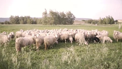 Sheep in field. Group of sheep Stock Footage 242925123